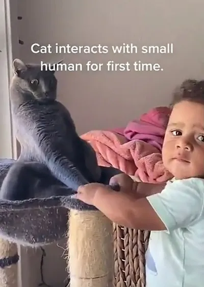 30 Extremely Funny Pictures Of Malfunctioning Cats 