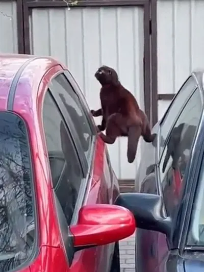 What Is Wrong With Your Cat 13 63725Ecf24Bf1 700