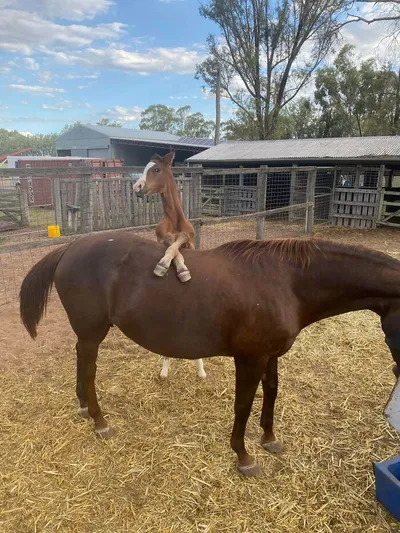 602D3Ab569C33 0It201Mrdc461 700