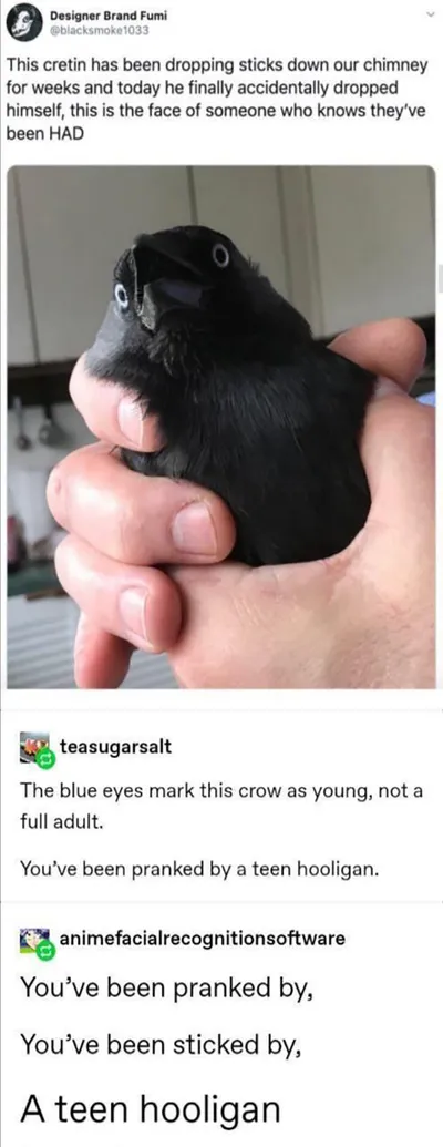 Funny Animals Pictures 10 602D3A7560C9E 700