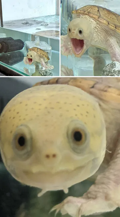 30 Hilariously Goofy Animals To Brighten Up Your Day