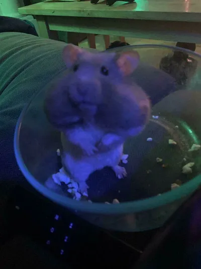 6426D029D0942 Rvv61Qenhtn41 700