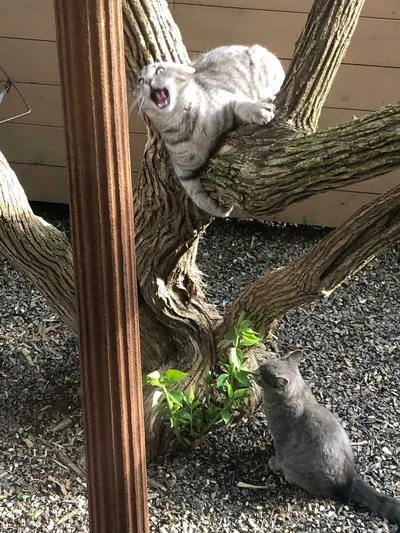 30 Cute Times Animals Were Caught Acting The Fool