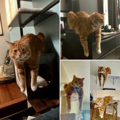 6426D3254170C Tlvrqioy79N91 700