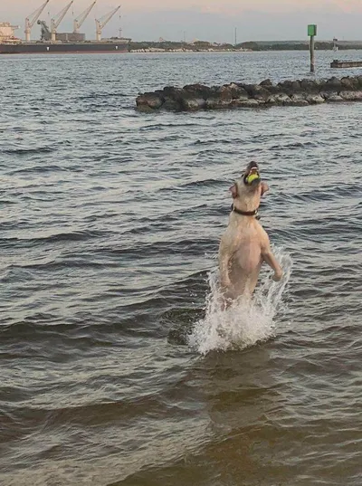 642A8B0E4A7B5 Animals Being Derps