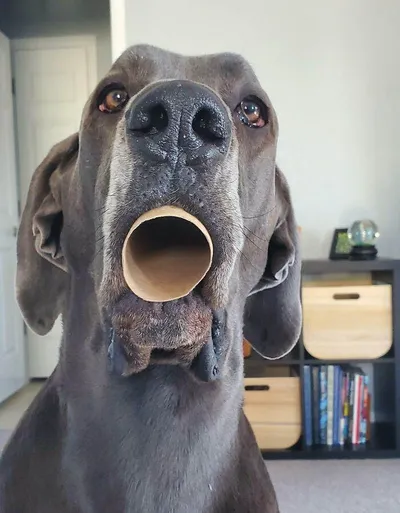 642A93A309Abb Animals Being Derps