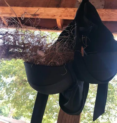 64678B5D17A58 Funny Bird Nests Unusual Places