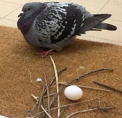 Funny Bird Nests Unusual Places 10 6467858F9Fe55 700