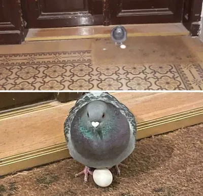 Funny Bird Nests Unusual Places 11 646785E4Cc524 700