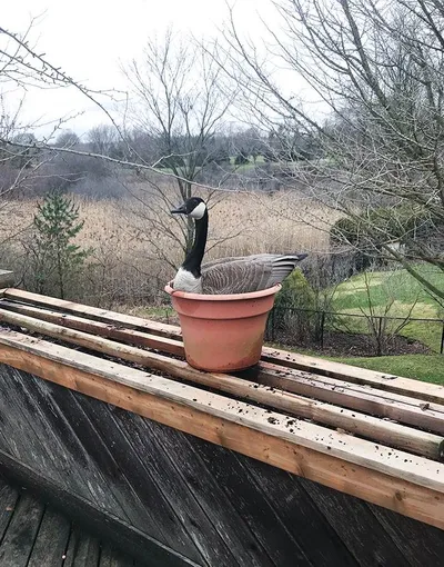 Funny Bird Nests Unusual Places 13 646C8508C7633 Png 700