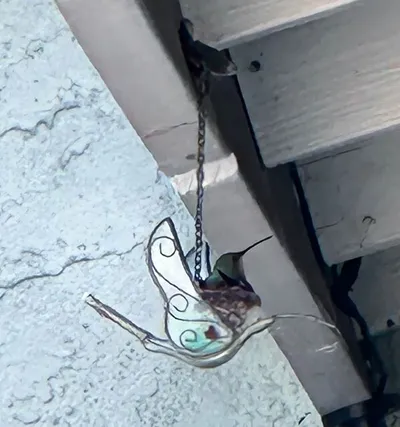 Funny Bird Nests Unusual Places 20 646C88Cbef16E Png 700