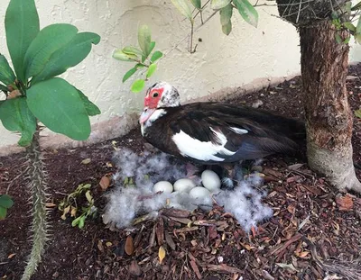 Funny Bird Nests Unusual Places 91 644A6726Beb18 700