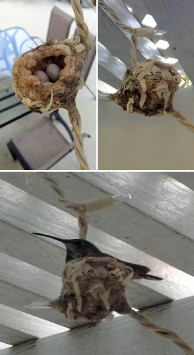 Funny Bird Nests Unusual Places 95 644A65E6B5E59 700