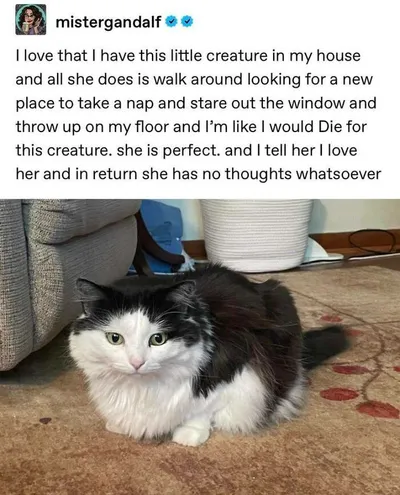 Funny Kitty Litterposting Pictures 64A3D0D2D2408 700