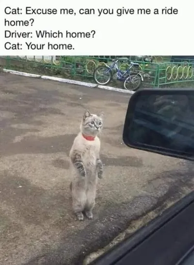 30 Hilarious Cat Posts And Memes 