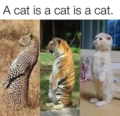 Funny Kitty Litterposting Pictures 64A3D45E854C9 700