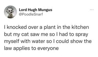 Funny Kitty Litterposting Pictures 64A3D58344Efd 700