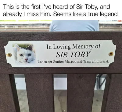 Funny Kitty Litterposting Pictures 64A3D8B9Eb057 700