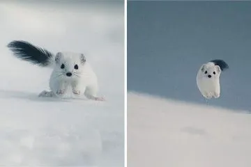 Incredible Nature Pictures 8 6262A4Ee44389 700