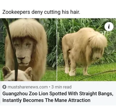 Laughing At My Own Memes 654De9Bba39F0 700