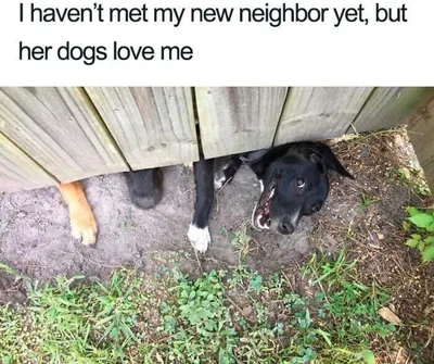 Laughing At My Own Memes 654De9Be1Fead 700