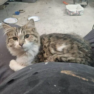 658Bed76Ed787 Ksyztcp5N46C1 700