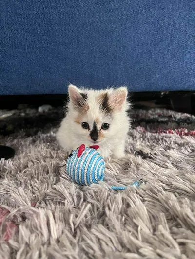 658Bf6Dca1B3C 7Ltsmlktih5C1 700