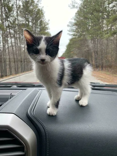 30 Of The Most Heartwarming Pics Of Happily Adopted Pets