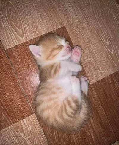 658Bff18Df35B Adopted Pets December