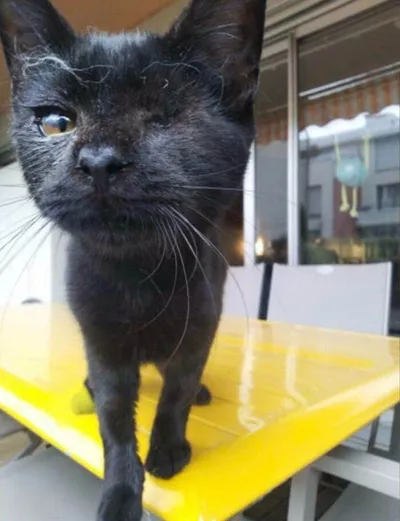 658C03Dc7Ab3E Adopted Pets December