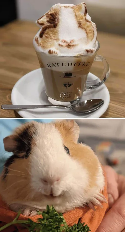 658E9C00B4035 Cool Latte Art