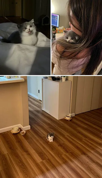 Adopted Pets December 5 658C120F3Caf2 700