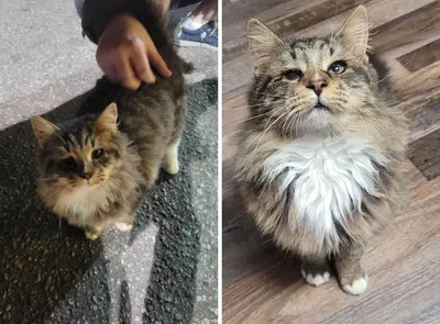 30 Of The Most Heartwarming Pics Of Happily Adopted Pets