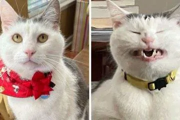 It Was Devil Funny Animal Pics 36 65C09F1D3Deae 700