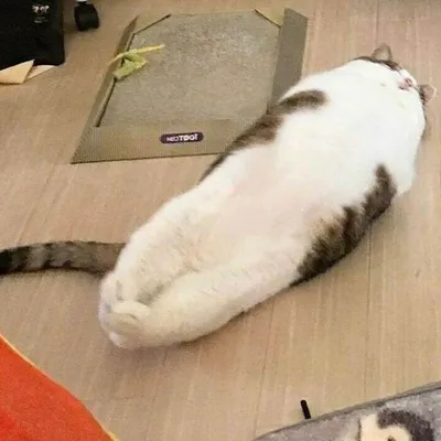 30 Incredibly Adorable Cat Memes To Kickstart Your Month