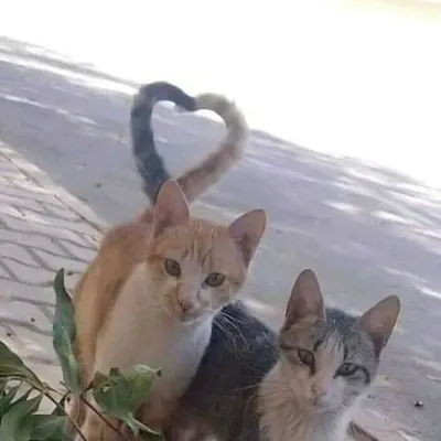 Cvvcm Ok0Dw Png 700 65Ef0027Cf21F Png 700