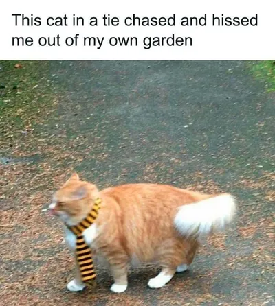 Funny Cats Without Context Pics 16 65Ef03760Df88 700