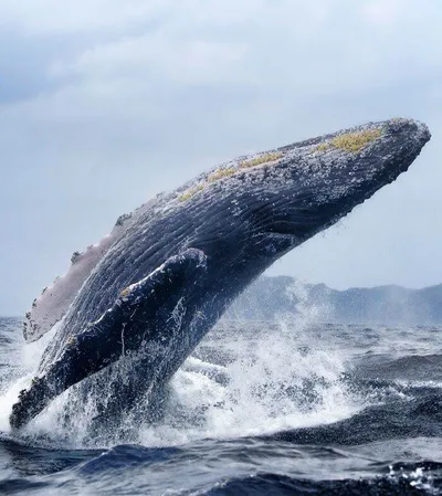 28 66Baa5Ec78Fa6 700