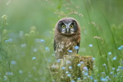 32 Stunning Animal Snapshots From One Eyelands Images Of The Day That Will Brighten Your Day 66Bb02Af9E0A8 700