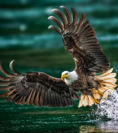 32 Stunning Animal Snapshots From One Eyelands Images Of The Day That Will Brighten Your Day 66Bb0328Eba62 700