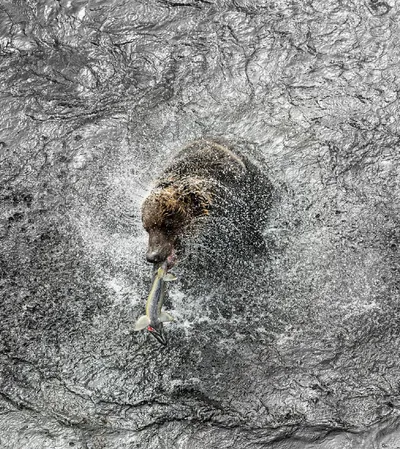 30 Stunning Wildlife Photos Captured By Photographers Worldwide