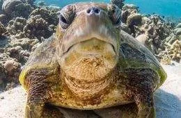 Turtle Meme 20 67067C29Aae08 700