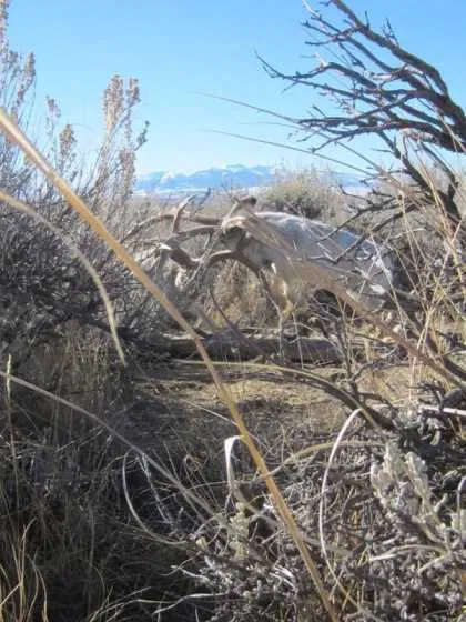 The Jakalope Rut - The Rare, Never Before Seen Pictures