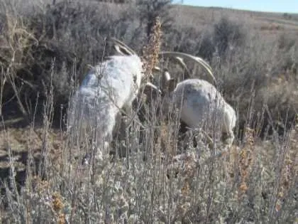 The Jakalope Rut - The Rare, Never Before Seen Pictures