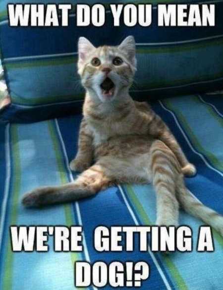 37 Funny Animal Pics That Will Make You Smile 37-funny-animal-pics-that-will-make-you-smile