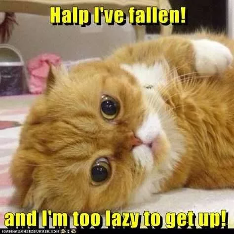 35 Of The Laziest Funny Animals You've Ever Seen