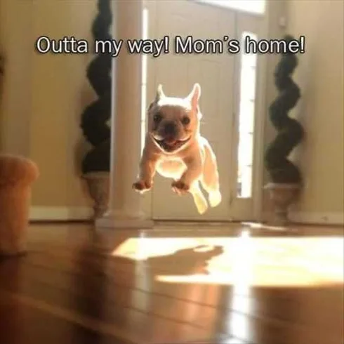 Out Of The Way Mom Is Home Cute Little Dog Is Excite Funny Pictures And Quotes Of The Week 50 Pics