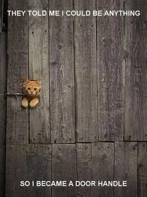 They Said I Could Be Anything So I Became A Door Handle Cat