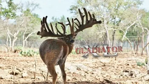 Crazy Big Farm Raised Bucks Pictures 001
