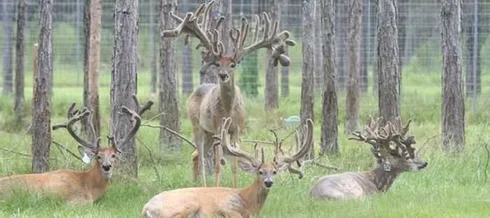 Crazy Big Farm Raised Bucks Pictures 003